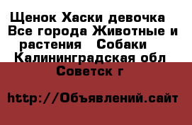 Щенок Хаски девочка - Все города Животные и растения » Собаки   . Калининградская обл.,Советск г.